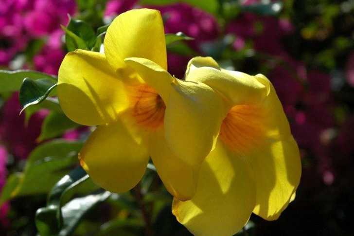El color Amarillo en las flores