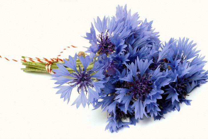 El color Azul en las flores