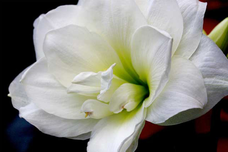 El color Blanco en las flores