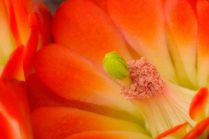 El color Naranja en las flores