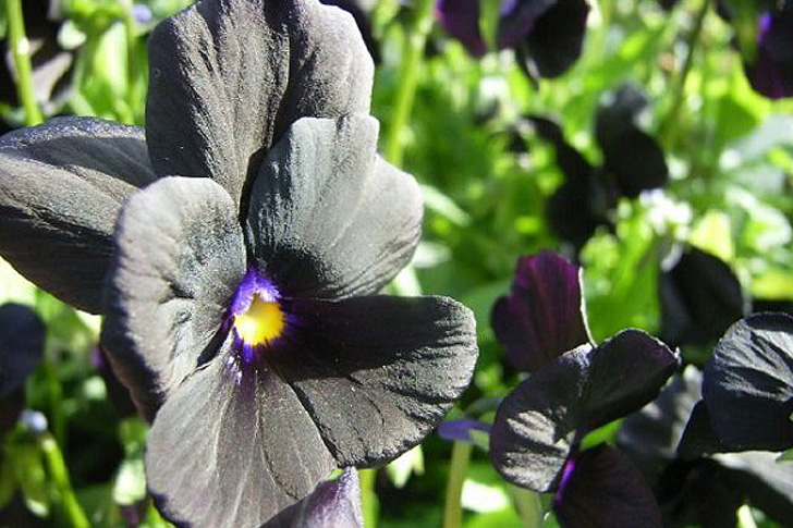 El color Negro en las flores