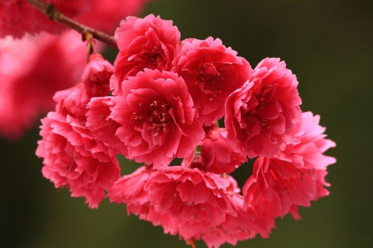 El color Rosa en las flores