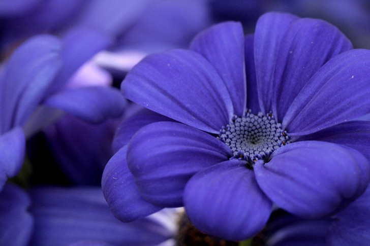 El color Violeta en las flores