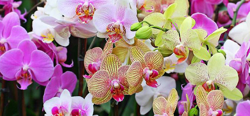 El cuidado de la Orquídea Phalaenopsis