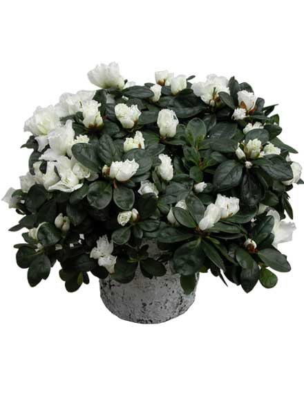Planta Azalea blanca