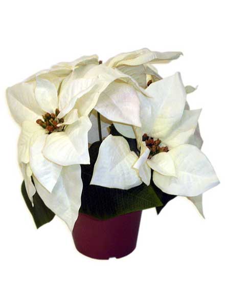 Flor de pascua artificial blanca