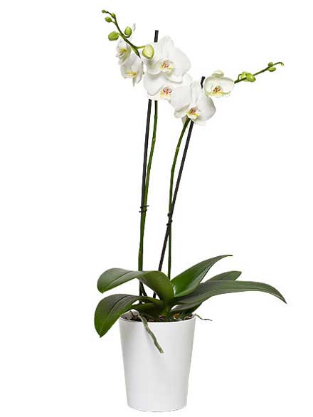 Orquídea Elegancia blanco
