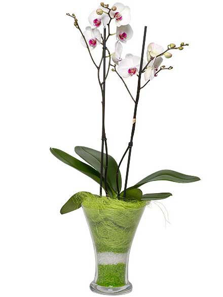 Orquídea Elegancia cristal blanco