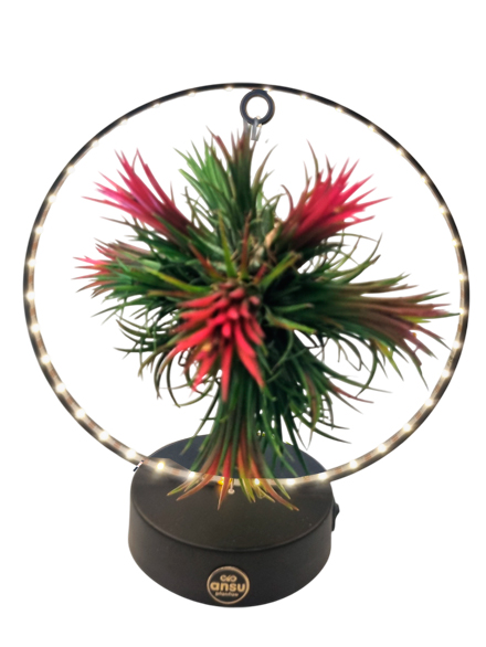 Lmpara tillanzia negro