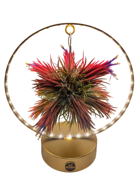 Lmpara tillanzia oro